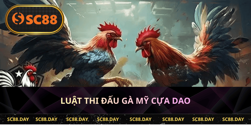 Luật thi đấu gà Mỹ cựa dao